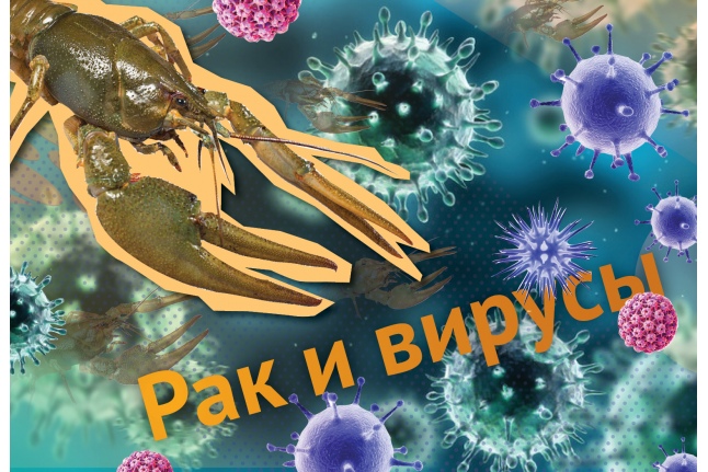 Рак и вирусы