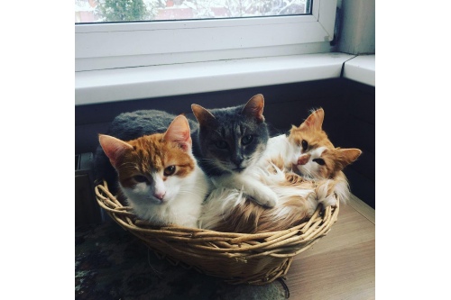 Немного кошек Немного кошек