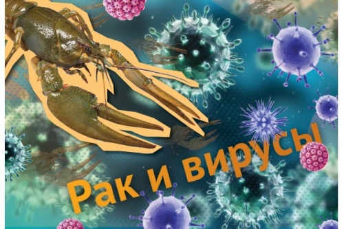 Вся правда о раке и вирусах Вся правда о раке и вирусах