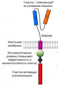 Химерный антигенный рецептор третьего поколения Химерный антигенный рецептор третьего поколения